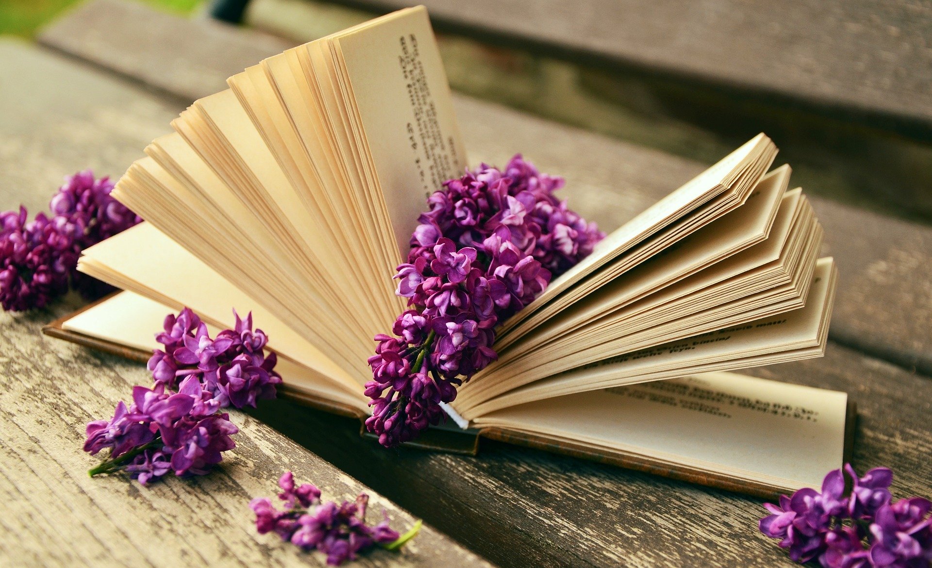 livre ouvert avec des grappes de lilas